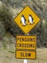 Sign illustrated with yellow-eyed penguins at the blue penguin colony in Oamaru Dec 2015